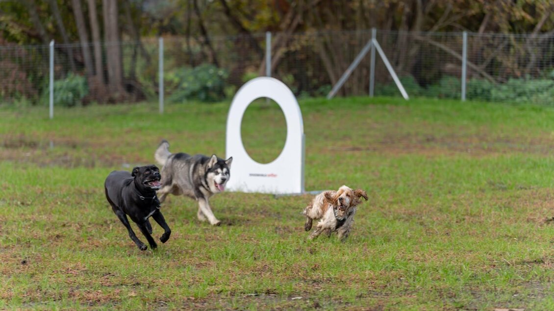 Drei Hunde spielen fröhlich auf einer grünen Wiese. Im Hintergrund ist ein weißes Hunde-Spielgerät zu sehen. | © © Stadtgemeinde Feldbach