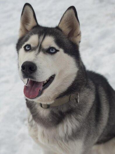 HuskyHaberl-Husky-Murtal-Steiermark | © Husky Haberl