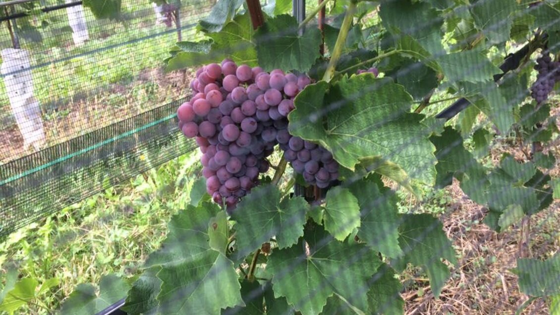Eine Traubenreihe mit dichten, reifen Trauben und grünen Blättern. Im Hintergrund sind Weinstöcke und eine natürliche Umgebung sichtbar. | © Weingut Hutter