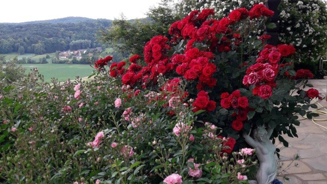 Bunte Rosen zum Bestaunen | © Maria Raab