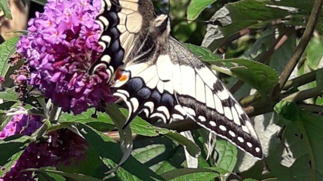 Auch Schmetterlinger besuchen den Ideengarten | © Maria Raab