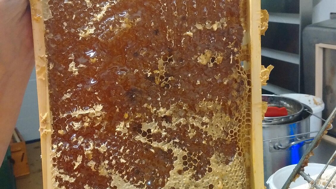 ImkereiLemmerer-Wabe-Murtal-Steiermark | © Imkerei Lemmerer