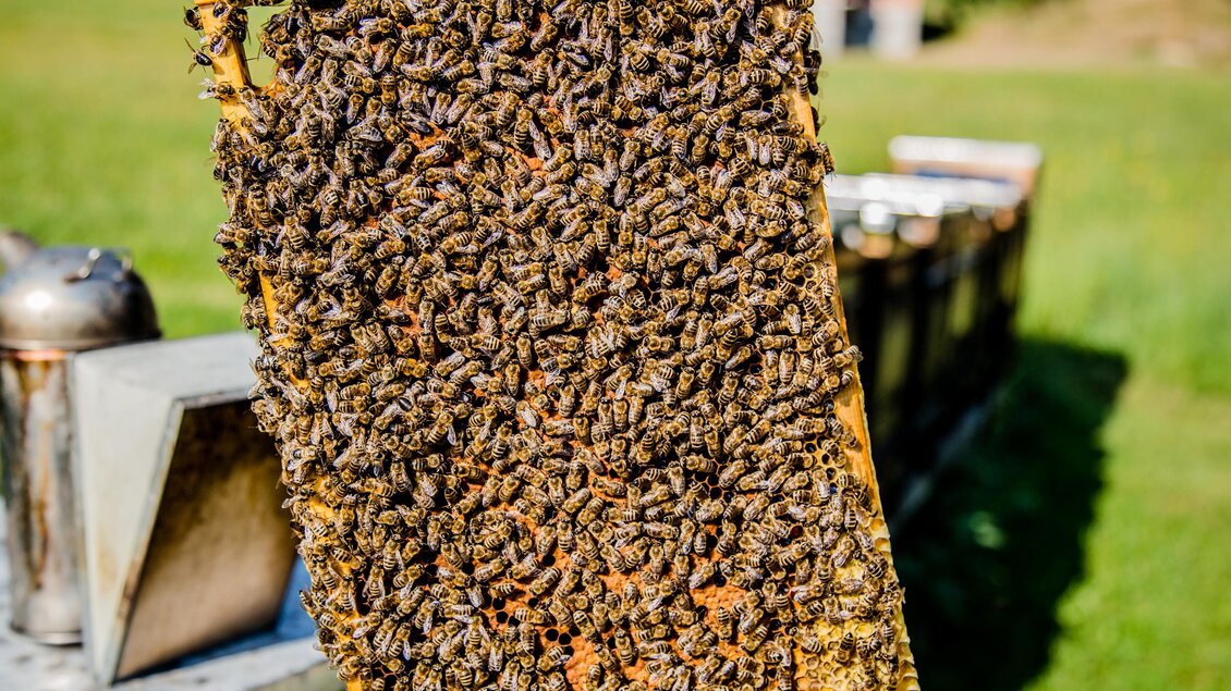 Ein Bienenrahmen mit vielen fleißigen Bienen auf einer Wiese. Im Hintergrund sind weitere Bienenvölker zu sehen.