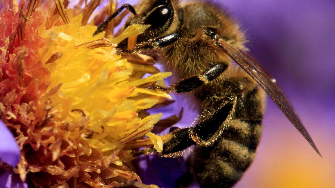 Eine Biene sammelt Nektar von einer leuchtenden gelben Blüte. Im Hintergrund sind weiche lila Blütenblätter zu sehen.