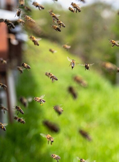 ImkereiSchlick-Bienenstöcke-Murtal-Steiermark | Pixabay | © Pixabay