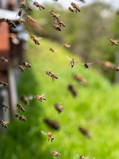 ImkereiSchlick-Bienenstöcke-Murtal-Steiermark | © Pixabay