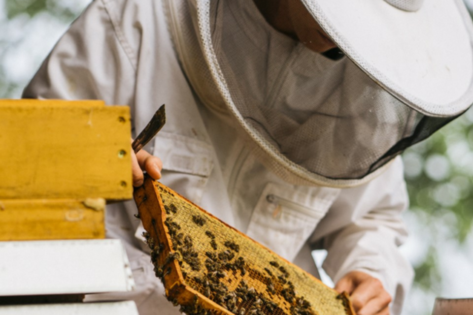 Imkerei Vom Reiter - Ronald Royer - Impression #1