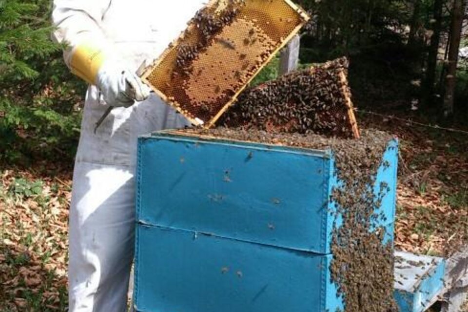 Imkerei und Königinnenzucht Stockreiter - Impression #1 | © Imkerei Stockreiter