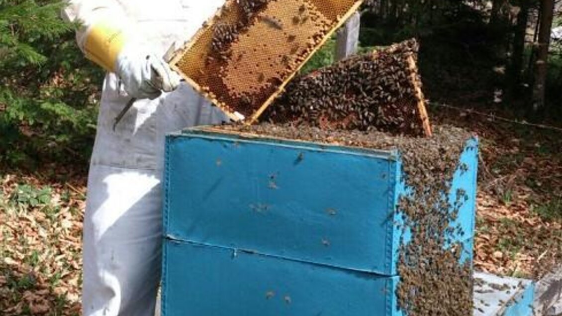 Ein Imker in Schutzkleidung arbeitet an einem Bienenstock. Er hebt einen Rahmen mit Bienen heraus, während einige Bienen um ihn herum fliegen. | © Imkerei Stockreiter