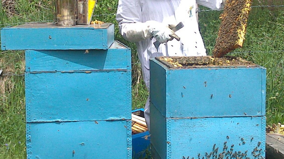 Ein Imker in Schutzkleidung arbeitet an einem Bienenstock. Er hebt einen Wabenrahmen heraus, während viele Bienen um ihn herum fliegen. | © Imkerei Stockreiter