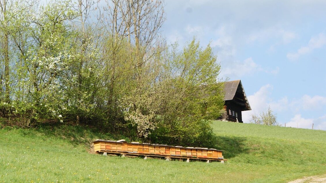 Imkerei Reitbauer_Bienentöcke_Oststeiermark | © Imkermeisterbetrieb Reitbauer