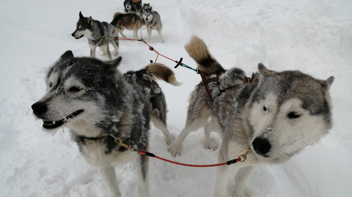 Eine Gruppe von Schlittenhunden steht im Schnee. Im Hintergrund sieht man einen Schlitten, der von den Hunden gezogen wird. | © Harald Tauderer