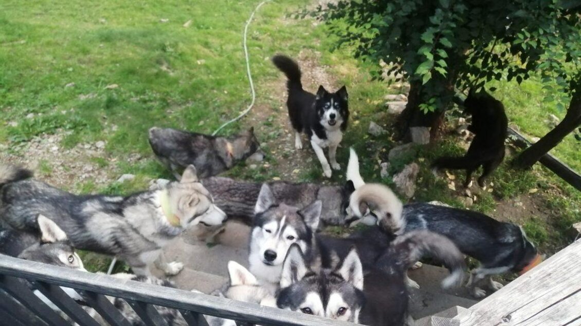 Eine Gruppe von Hunden, hauptsächlich Huskys, steht auf einer Treppe und im grünen Gras. Einige Hunde schauen direkt in die Kamera, während andere in der Umgebung spielen. | © Daniel Zuber