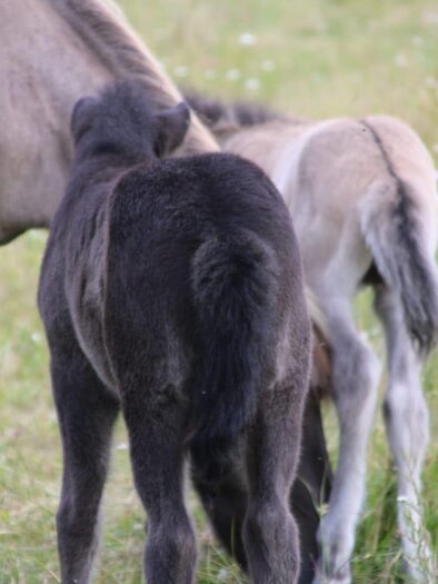 Islandpferdehof Desput | © Nadja Desput