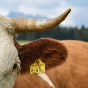 Natural resources cow | TVB Ausseerland Salzkammergut_Jacqueline Korber