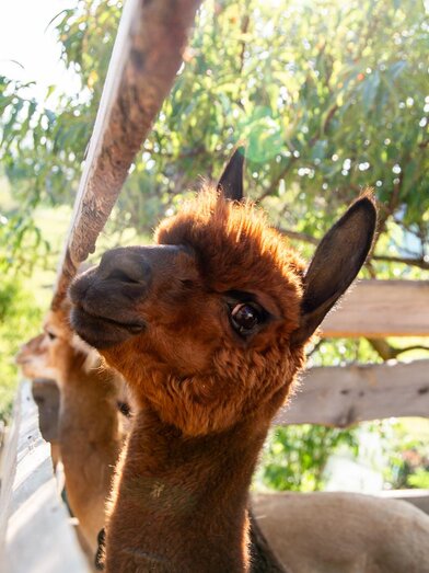 Rick | © RMSW GmbH | webquartier | © RMSW GmbH