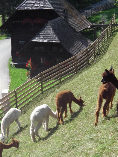 Joglland alpacas_alpacas_Eastern Styria | © Joglland Alpakas