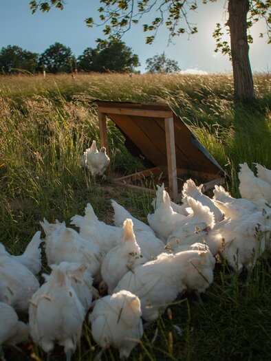 Hühner der Rasse "Bresse Gauloise" | © K&P Hendlhof