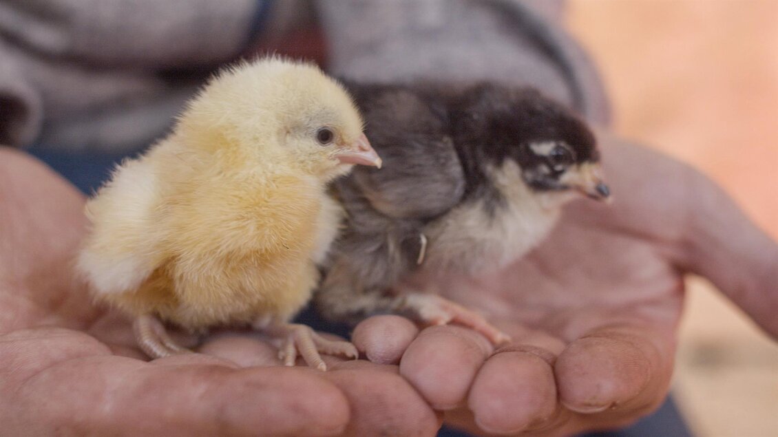 Kücken der Rasse "Bresse Gauloise" | © K&P Hendlhof