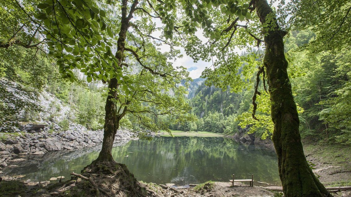 Ein ruhiger See umgeben von üppigem Grün und hohen Bäumen. Die friedliche Landschaft lädt zur Erholung und Entspannung ein.