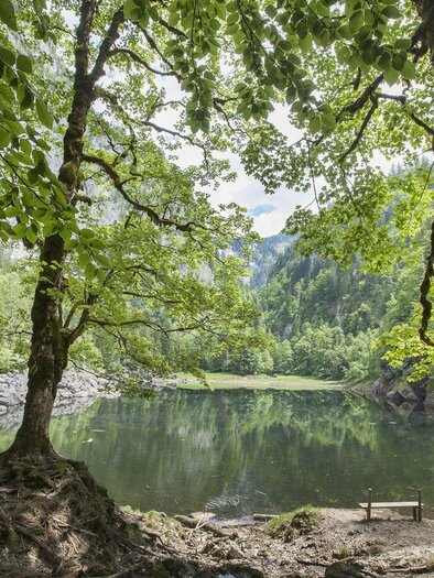 Ein ruhiger See umgeben von üppigem Grün und hohen Bäumen. Die friedliche Landschaft lädt zur Erholung und Entspannung ein.
