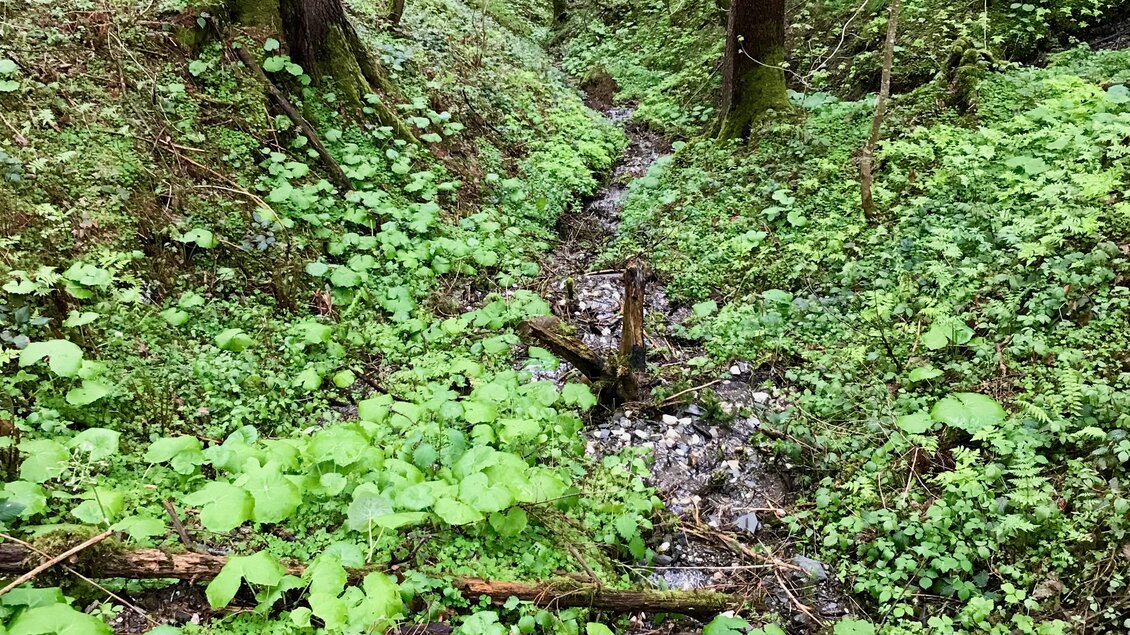 Ein kleiner Bach fließt durch einen grünen Wald. Üppige Pflanzen und hohe Bäume umgeben die Landschaft. | © TVB Schladming-Dachstein