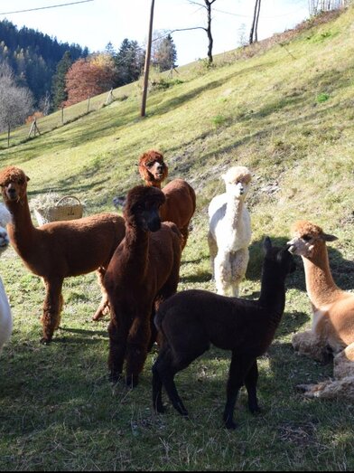 Alpaca farm in Kathrein_Alpacas_Eastern Styria | © Kathreiner Alpakafarm | © Kathreiner Alpakafarm