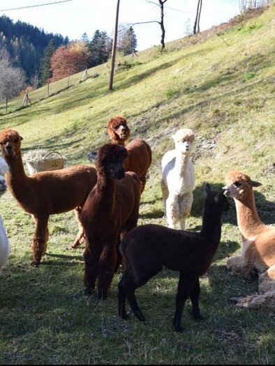Kathreiner Alpakafarm_Alpakas_Oststeiermark | © Kathreiner Alpakafarm