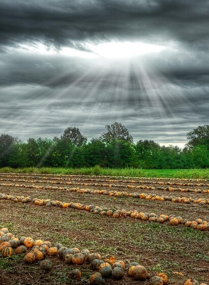 Reife Kürbisse am Acker bei herrlicher Stimmung | Karl Jöbstl | © Kernöl Fam. Jöbstl vlg. Stindl