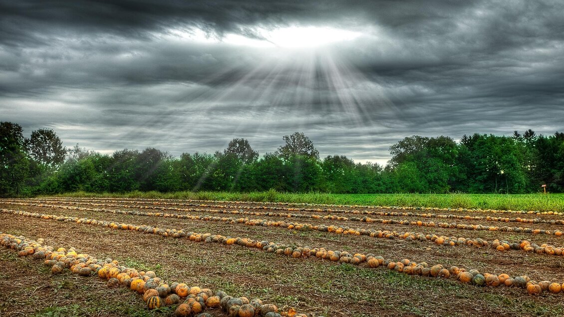 Reife Kürbisse am Acker bei herrlicher Stimmung | © Kernöl Fam. Jöbstl vlg. Stindl