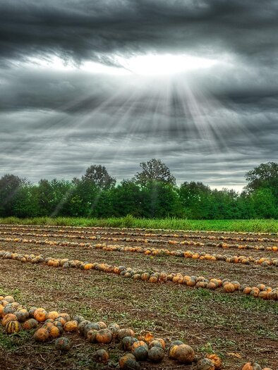Reife Kürbisse am Acker bei herrlicher Stimmung | © Kernöl Fam. Jöbstl vlg. Stindl