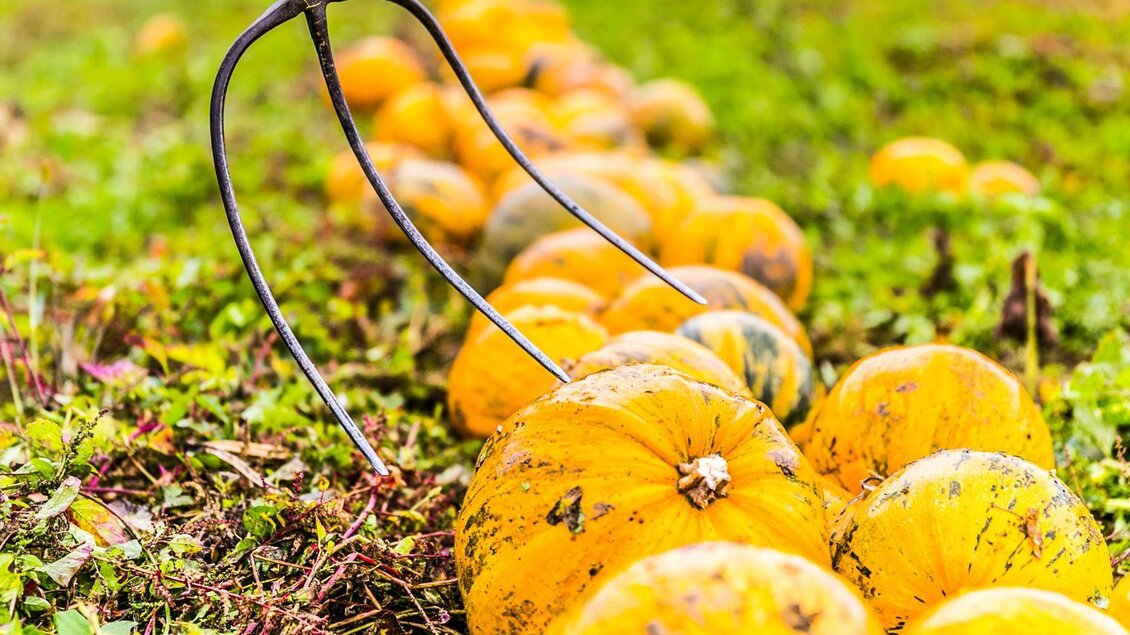 Ein Feld mit vielen orangenen Kürbissen liegt im Gras. Eine Gartenforke ist im Vordergrund sichtbar. | © Kernöl Niggas Martin