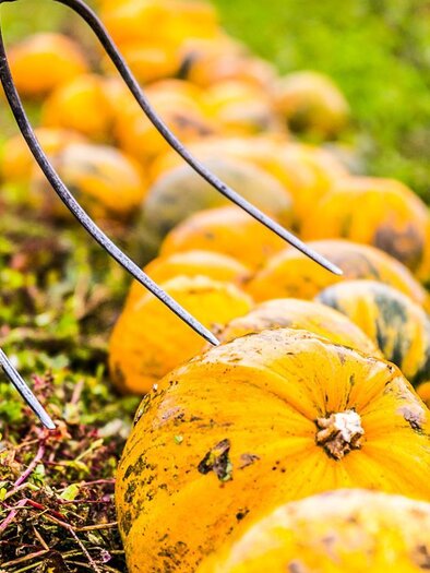 Ein Feld mit vielen orangenen Kürbissen liegt im Gras. Eine Gartenforke ist im Vordergrund sichtbar. | © Kernöl Niggas Martin