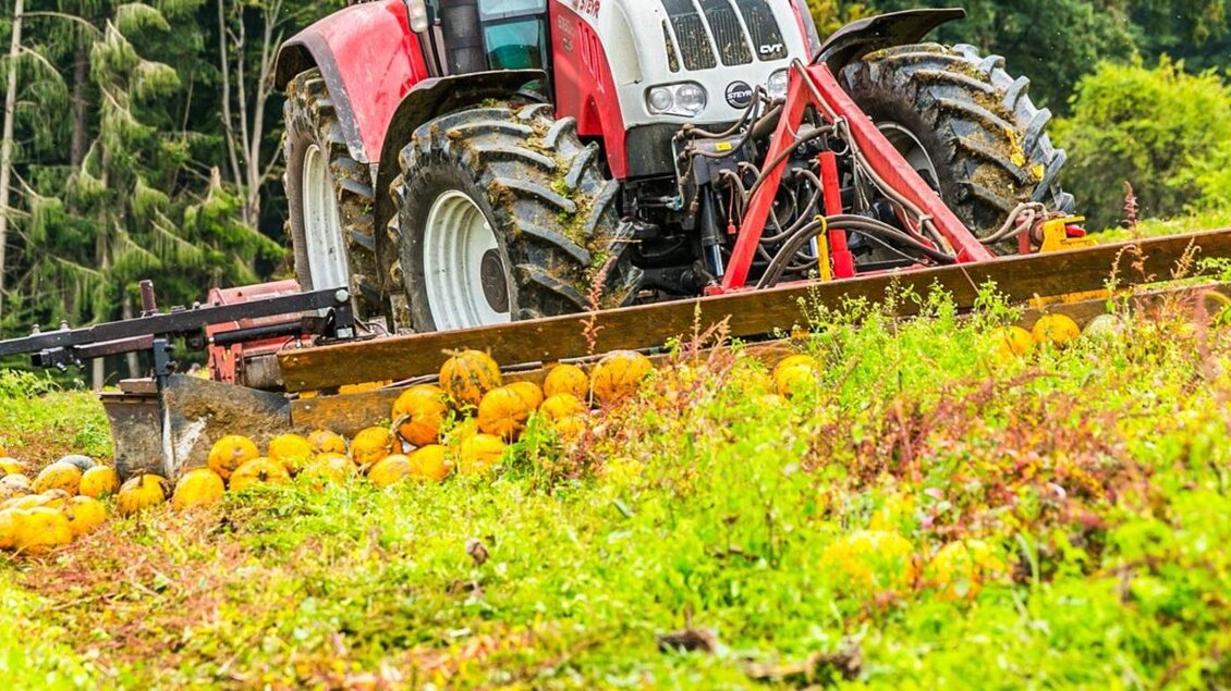 Ein roter Traktor erntet Kürbisse auf einem Feld. Im Hintergrund sind grüne Bäume zu sehen. | © Kernöl Niggas Martin