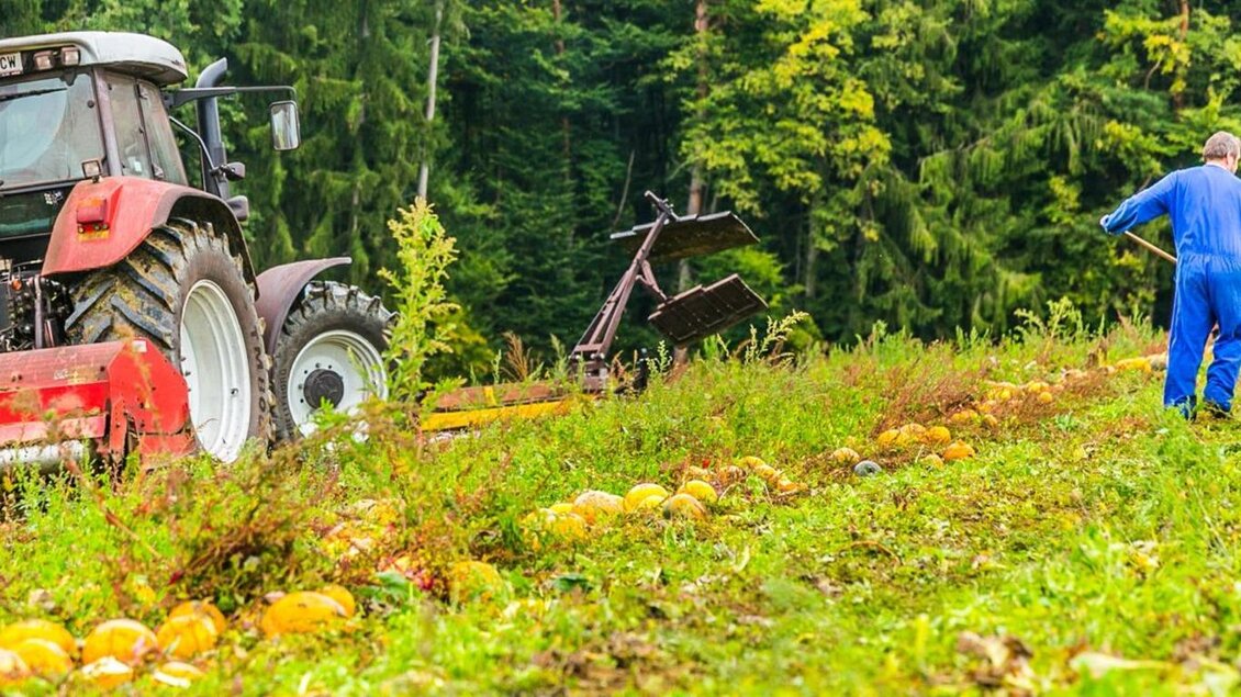 Ein Traktor steht auf einem Feld mit Kürbissen. Ein Arbeiter zieht Pflanzen in einem blauen Overall. | © Kernöl Niggas Martin