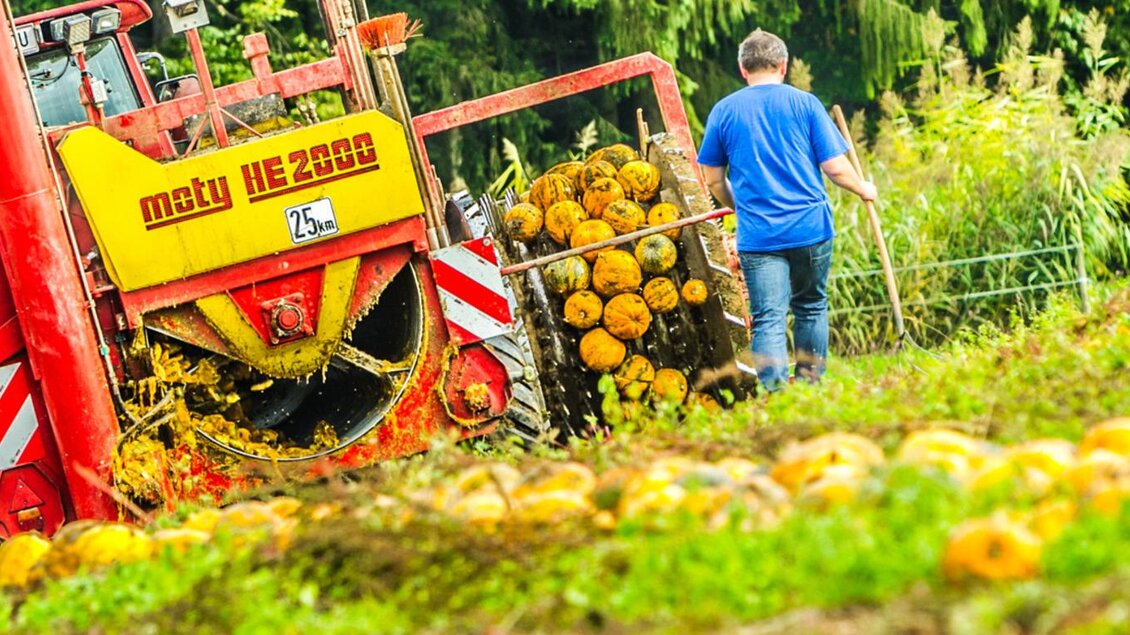 Ein Landarbeiter erntet Kürbisse mit einem Traktor. Im Hintergrund sind viele Kürbisse und grüne Pflanzen zu sehen. | © Kernöl Niggas Martin