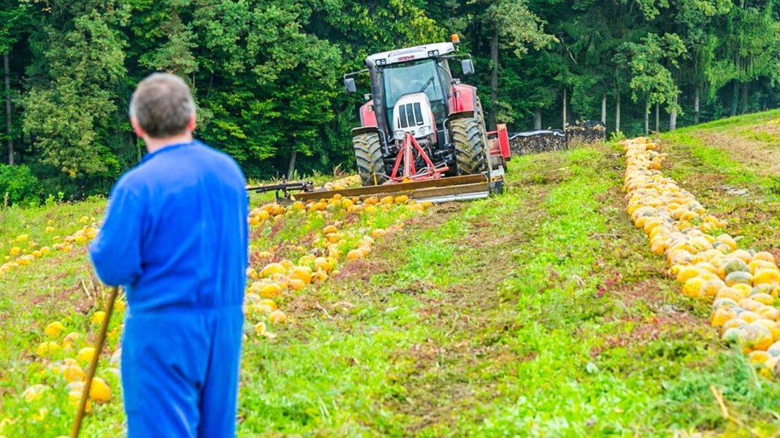 Ein Landwirt in blauer Arbeitskleidung steht auf einem Feld mit Kürbissen. Im Hintergrund ist ein Traktor zu sehen, der die Ernte bearbeitet. | © Kernöl Niggas Martin