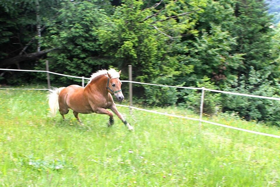 Kind und Pferd - Impression #1 | © M. Wimmer