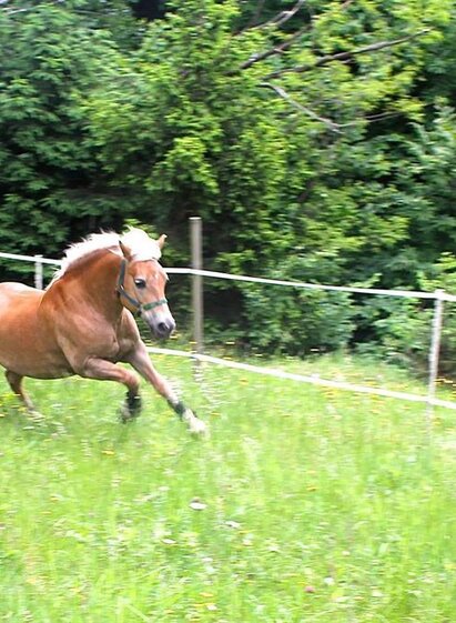 Pferd Gina | TV Südsteiermark | © M. Wimmer
