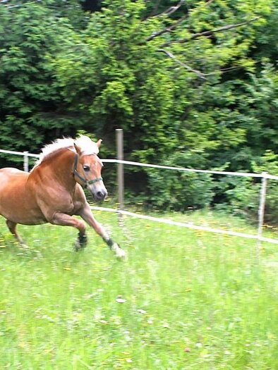 Pferd Gina | © M. Wimmer