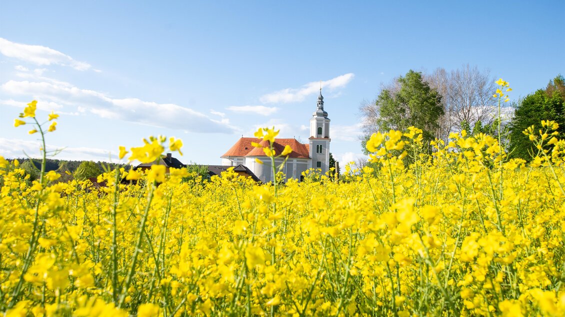 Ein Feld mit leuchtend gelben Blumen und einer Kirche im Hintergrund. Der Himmel ist klar und blau. | © Kurkommission Bad Blumau