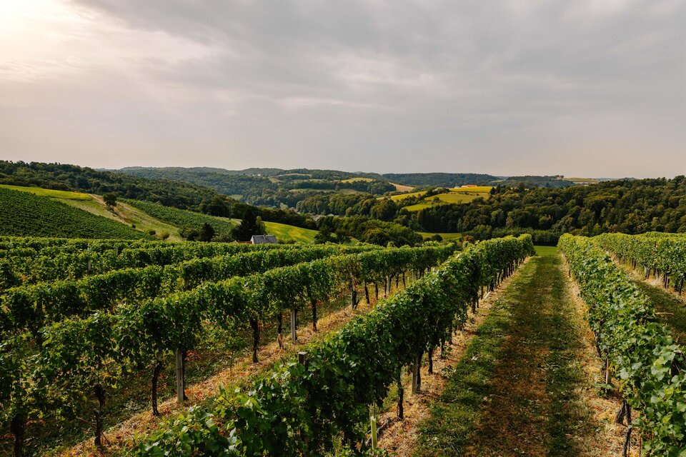 Kleinschuster Buschenschank - Weingut - Frühstückspension - Impression #1 | © Weingut Kleinschuster