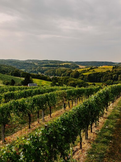 Perfekte Lage | © Weingut Kleinschuster | Weingut Kleinschuster | © Weingut Kleinschuster