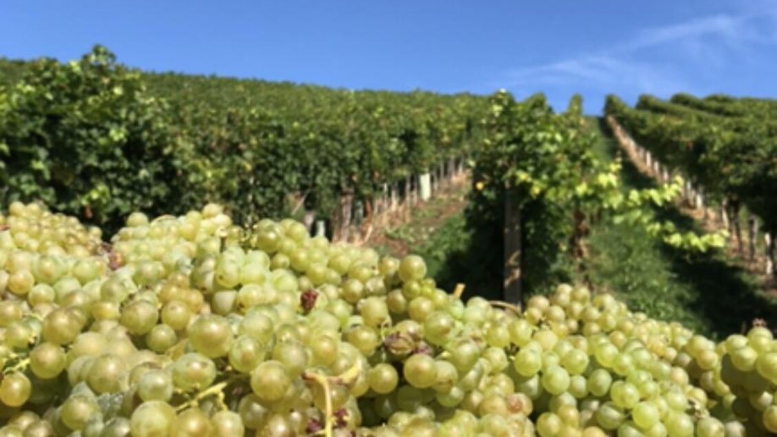 Weinlese im Weingarten | © Weingut Kleinschuster