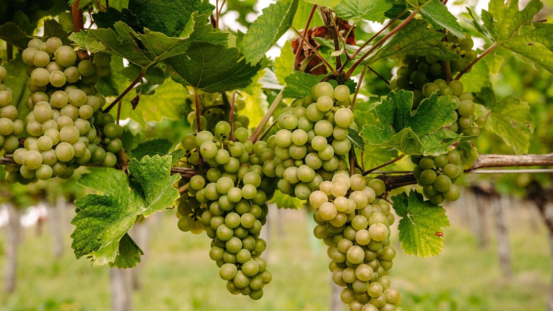 Weintrauben am Stock | © Weingut Kleinschuster