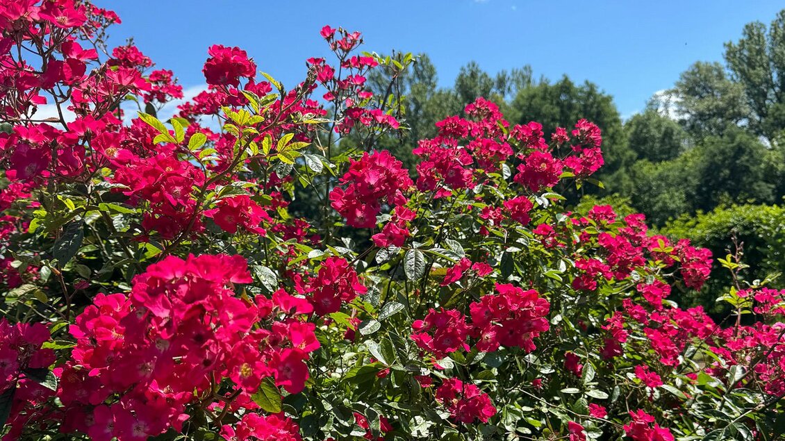 Ein blühender Strauch mit leuchtend roten Blumen unter einem klaren blauen Himmel. Im Hintergrund sind grüne Bäume sichtbar. | © Jugend am Werk Steiermark