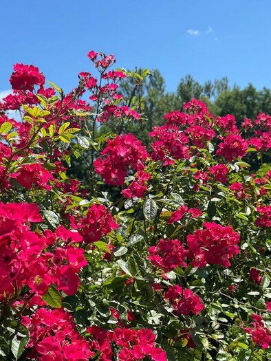 Ein blühender Strauch mit leuchtend roten Blumen unter einem klaren blauen Himmel. Im Hintergrund sind grüne Bäume sichtbar. | © Jugend am Werk Steiermark