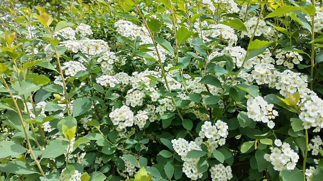 Ein dichter Strauch mit vielen kleinen weißen Blüten und grünen Blättern. Die Pflanzen schaffen eine frische und blühende Atmosphäre. | © Jugend am Werk Steiermark