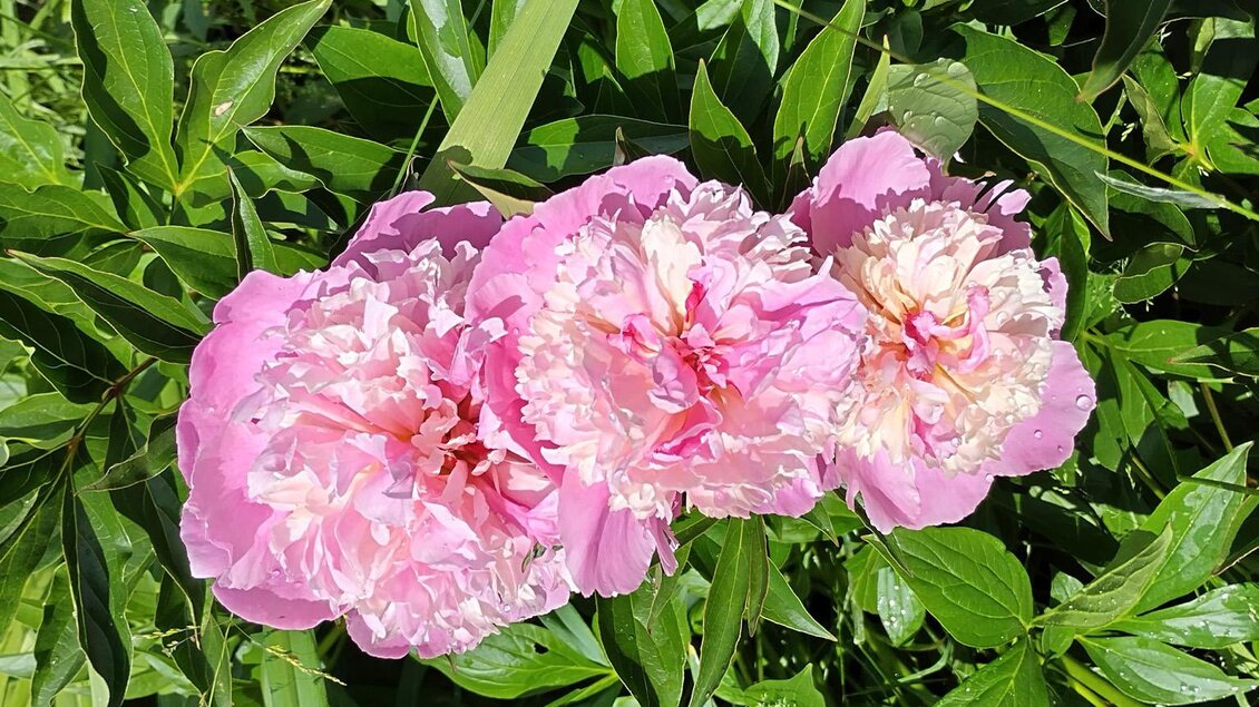 Drei große, pinke Pfingstrosen blühen zwischen grünen Blättern. Sie strahlen Frische und Schönheit aus. | © Jugend am Werk Steiermark