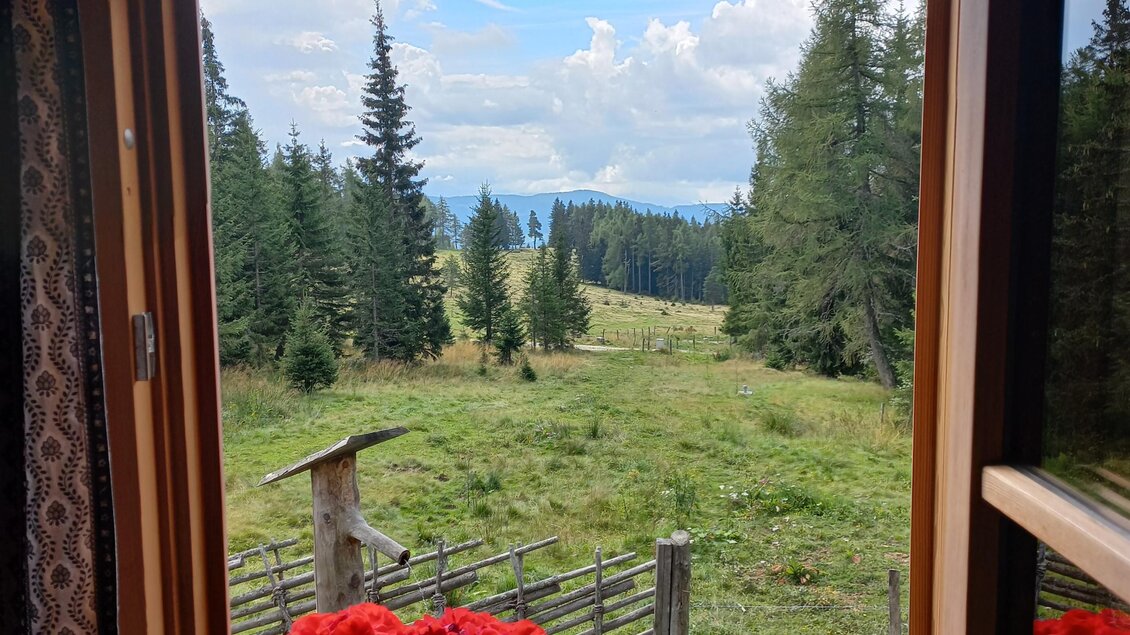 Blick aus dem Fenster mit roten Geranien auf Almwiese, Holzzaun und Wald bei Hirschegg‑Pack.  | © Mathias Renhart